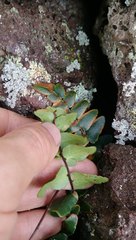 Pellaea calidirupium