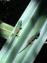 Phelsuma lineata