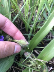Tradescantia tharpii