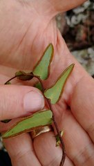 Pellaea calidirupium