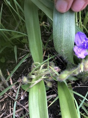 Tradescantia tharpii