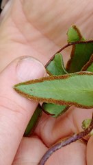 Pellaea calidirupium