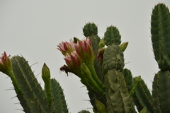 Cereus forbesii