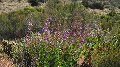 Penstemon spectabilis spectabilis