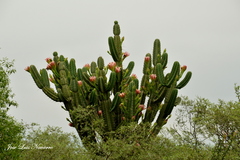 Cereus forbesii