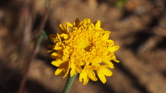 Chaenactis glabriuscula glabriuscula