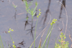 Carex atlantica