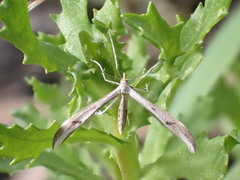 Platyptilia celidotus