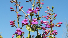 Penstemon spectabilis spectabilis