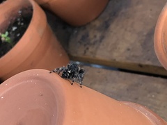 Phidippus audax