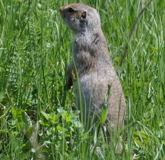 Urocitellus undulatus