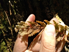 Hymenophyllum tomentosum