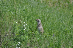 Urocitellus undulatus