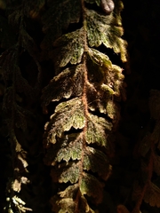 Hymenophyllum tomentosum