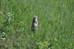 Urocitellus undulatus