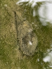 Semisulcospira