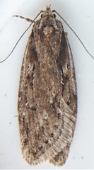 Semioscopis aurorella