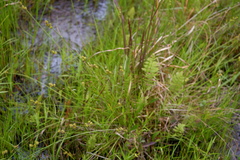 Carex atlantica