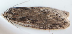 Semioscopis aurorella