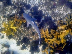 Carcharhinus obscurus