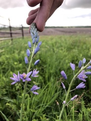 Camassia angusta