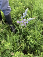 Camassia angusta