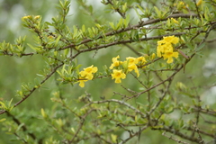 Tabebuia nodosa