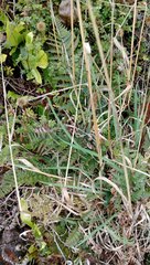 Polystichum neozelandicum neozelandicum