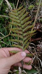 Polystichum neozelandicum neozelandicum