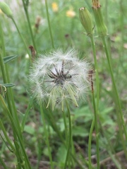 Pyrrhopappus pauciflorus