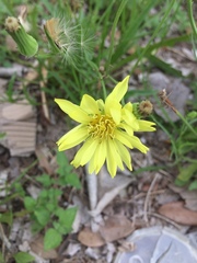Pyrrhopappus pauciflorus