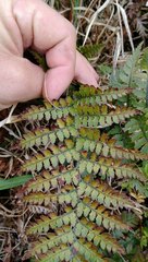 Polystichum neozelandicum neozelandicum