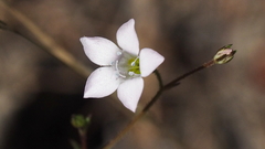 Saltugilia australis