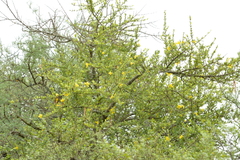 Tabebuia nodosa