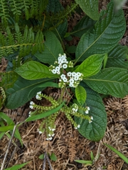 Tournefortia rufosericea