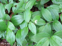 Disporum smilacinum