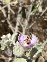 Acmaeodera hepburnii