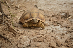 Chelonoidis chilensis