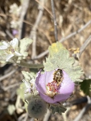 Acmaeodera hepburnii