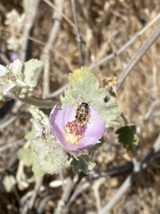 Acmaeodera hepburnii