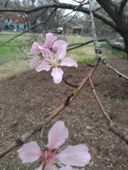 Prunus persica