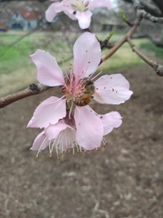 Prunus persica