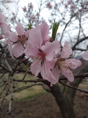 Prunus persica