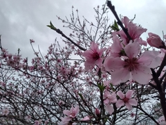 Prunus persica