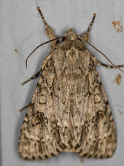 Acronicta rubricoma
