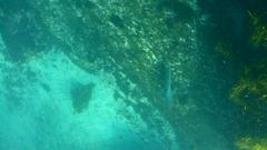 Carcharhinus obscurus