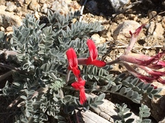 Astragalus coccineus
