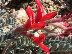 Astragalus coccineus