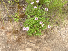 Lantana xenica