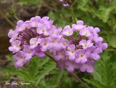 Lantana xenica